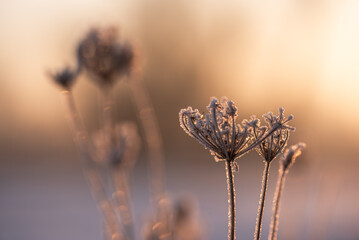 Zimowe suche rośliny w szronie, ciepłe światło poranka
