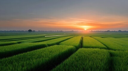 Obraz premium An expansive and vibrant green rice field at dawn, basking in the warm glow of the rising sun
