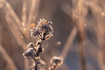 Zimowe suche rośliny w szronie, ciepłe światło poranka