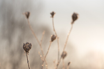 Zimowe suche rośliny w szronie, ciepłe światło poranka