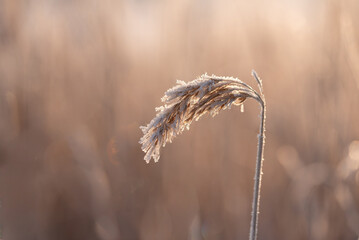 Zimowe suche rośliny w szronie, ciepłe światło poranka