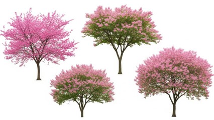 Obraz premium Four blooming cherry trees
