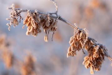 Zimowe suche rośliny w szronie, ciepłe światło poranka