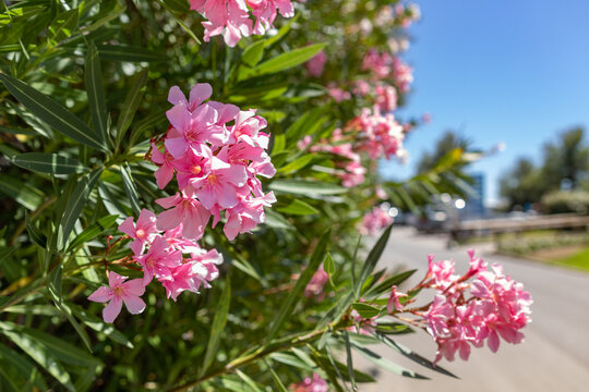 folti arbusti con foglie verdi e fiori color rosa, di giorno, in estate