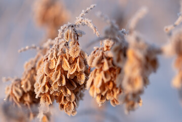 Zimowe suche rośliny w szronie, ciepłe światło poranka