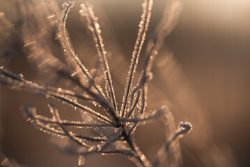 Zimowe suche rośliny w szronie, ciepłe światło poranka