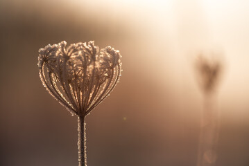 Zimowe suche rośliny w szronie, ciepłe światło poranka