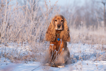 Cocker spaniel angielski w zimowy poranek na łące. © Elżbieta Kaps