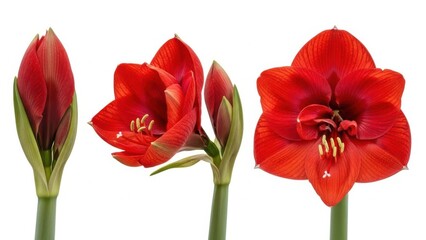 Obraz premium Stages of amaryllis bloom