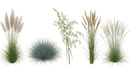 Fototapeta premium Collection of ornamental grasses