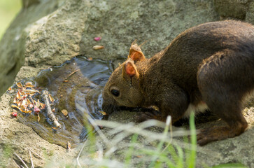 水を飲む野生のエゾリス（北海道）