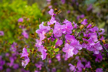 Close up view of blooming maralnik on mountain slopes in Chulyshman valley Altai Russia Bright spring symbol of wild Altai nature and seasonal renewal
