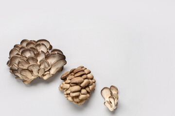 Fresh oyster mushrooms on grey background