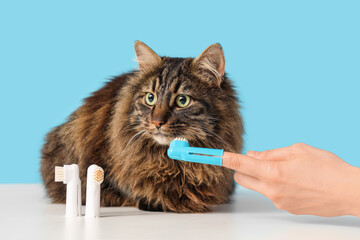 Owner brushing cat's teeth on table against blue background