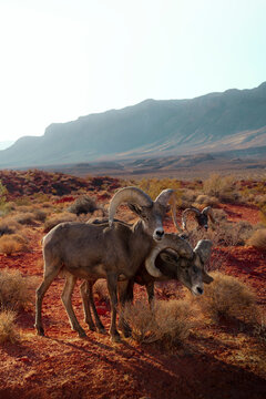 Desert bighorn sheep in Valley of Fire State Park, Nevada