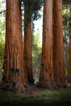 A small child stands at the base of towering giant sequoia trees in Sequoia National Park, California, looking up in awe at their massive size.