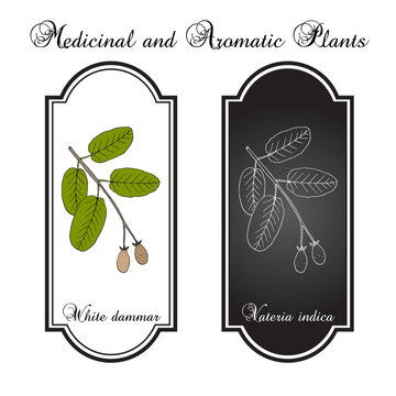 White Dammar (Vateria indica), edible and medicinal plant. Hand drawn botanical vector illustration