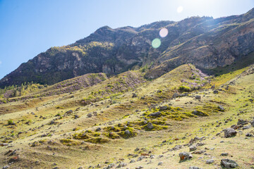 Blooming maralnik on mountain slopes in Chulyshman valley Altai Russia Bright spring symbol of wild Altai nature and seasonal renewal