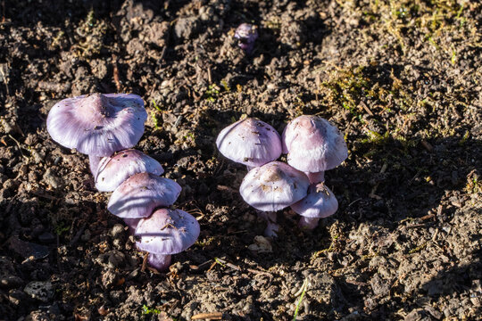 Cluster of light purple mushrooms Inocybe geophylla var. lilacina  known as earthy inocybe is poisonous mushroomgrowing in dry soil with patches of grass and moss.