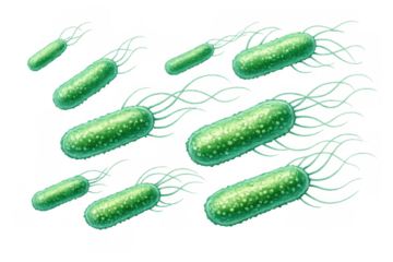 Green rod-shaped bacteria with flagella moving, showing disease, infection, and medical science research with transparent background