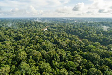 Indigenous Guide Explaining Local Plant Species to Tourists During an Amazon Rainforest Trek