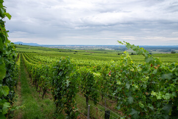 Alsace wine region vineyard rows extending Obermorschwihr France