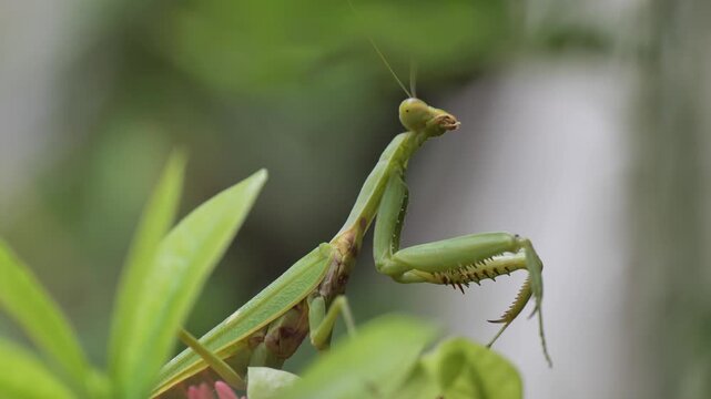 Tiny Green Praying Mantis on Leaf | Extreme Micro Wildlife Footage