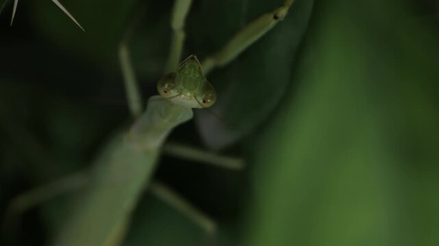 Tiny Green Praying Mantis on Leaf | Extreme Micro Wildlife Footage