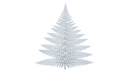 Silver Fern Frond