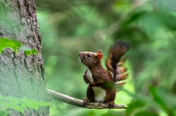 新緑の枝の上で立ち止まる野生のエゾリス（北海道）