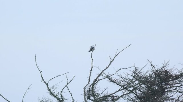 A distant rare black-winged kite, elanus caeruleus, perching in a tree preening in winter in the uk.