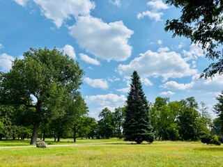 Fototapeta premium trees in the park