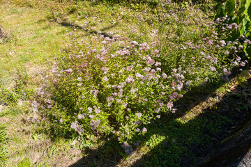 Obraz premium Cluster of delicate pink wildflowers blooming in a sunlit patch of grass along the Kumano Kodo trail, with vibrant green foliage and natural textures.