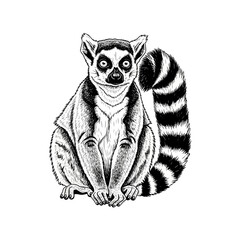 Detailed black and white lemur illustration sitting. © Taufiq