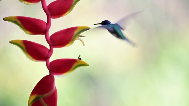 Tropical hummingbird drinking nectar from a red Heliconia flower in the rainforest.