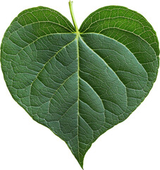 Obraz premium green leaf in heart shape 