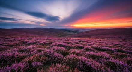 Wandcirkels Paars Wide, sweeping vista of dense purple and pink heather covering undulating hills under a dramatic sky, evoking solitude and peace, rugged, violet, natural  © Kathy