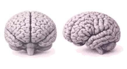 Vintage Human Brain Anatomy Illustration Set Front and Side View isolated on transparent background, generative ai