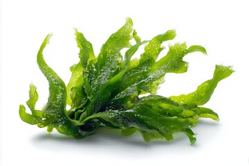 Fresh green seaweed: vibrant edible algae on white background