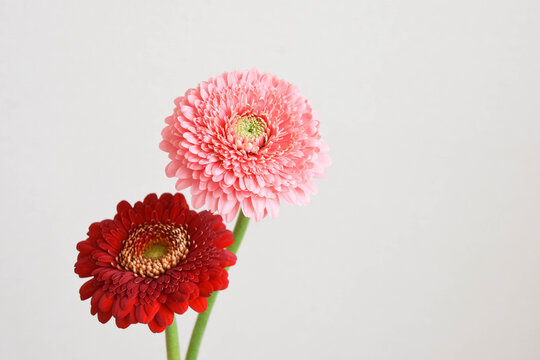 赤とピンクののガーベラ