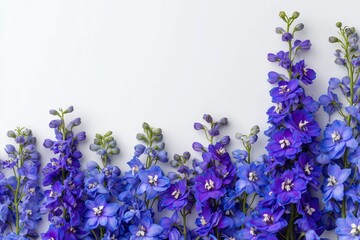 Vibrant blue and purple delphinium flowers against white background