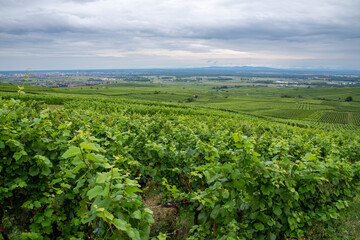 Vineyards stretching across rolling hills in Eguisheim, Grand Est