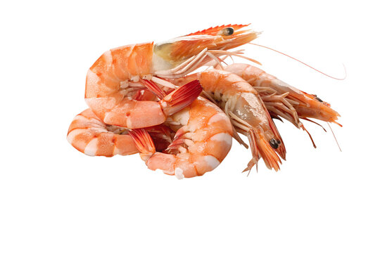 Fresh Cooked King Prawns and Peeled Jumbo Shrimp Chilled on Ice for Seafood Platter