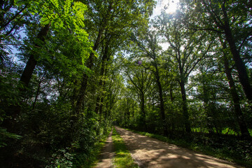 Obraz premium Forest near Hengelo in the Achterhoek