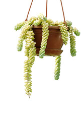 Burro's tail plant isolated on white background 