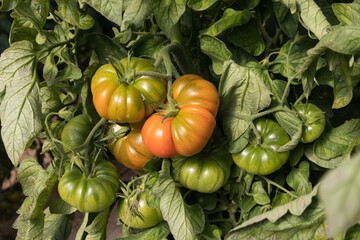 Tomates RAF madurando en planta en cultivo agr&iacute;cola sostenible