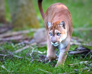 Florida Panther - (Puma concolor coryi) in the grass