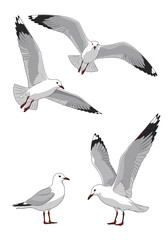 Obraz premium Set of grey and white seagulls depicted in various realistic poses including flying, standing, and taking off from water.