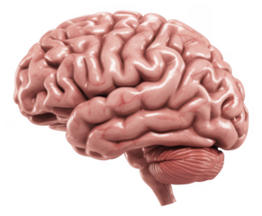 Human brain anatomy pink brain model cerebral cortex isolated on a transparent background