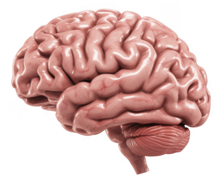 Human brain anatomy pink brain model cerebral cortex isolated on a transparent background - Powered by Adobe